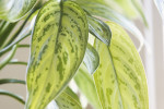 What is the Tao? Houseplant.