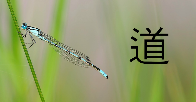 tao_dragonfly