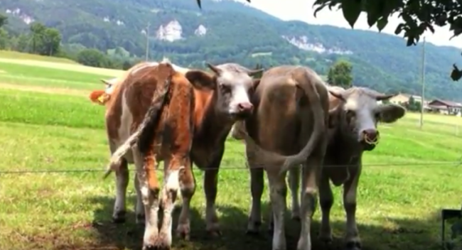 (VIDEO) Tao is Love – See how these cattle are being cared for